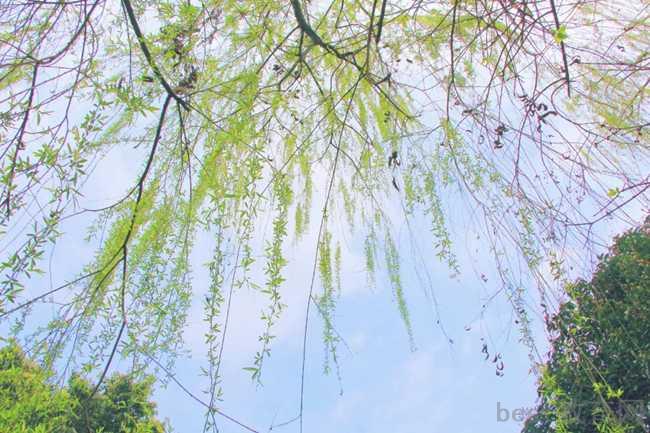重庆市农业学校有幼师专业吗